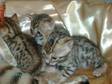 BENGAL KITTENS Brown spotted/Rosetted Bengal kittens.....