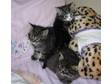 3 BEAUTIFUL kittens for sale. 6 weeks old and ready to....