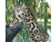 PICTURED BELOW is a bengal kittens superb example of a....