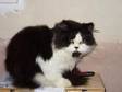 BLACK AND white persian male persian,  he is 18 months....