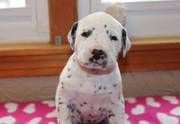 Dalmatian Puppies For Adorable Homes
