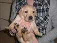 LABRADOR RETRIEVERS KC registered puppies from good....