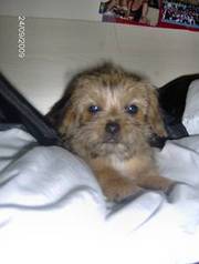 Yorkshire Terrier Cross Chihuahua Puppy For Sale