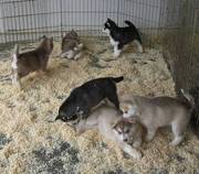 Ive Blue Eyes Siberian husky Puppies Ready For SALE