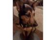 Home needed for Beautiful 5 year old german shephard x....