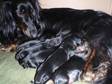 Pedigree KC Registered Long Haired Dachshund Puppies in Bristol,  North somerset