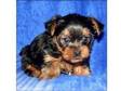 Kc yorkie for chrismas 9 weeks old. Mr. Jingles has such....