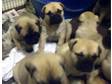 Pedigree KC Registered Bullmastiff Puppies in bristol,  AVON