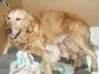 Pedigree KC Registered Golden Retriever Puppies in BRISTOL,  S Gloucs