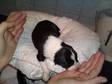 2 LOVELY border collie puppies,  we started out with a....