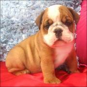 Available Bulldog Puppies Ready to go