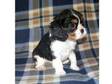 Cavalier King Charles Spaniel puppies to go. Loyalty in....