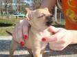 Teacup chihuahua puppies 4 sale