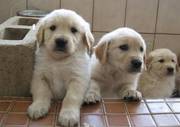 Golden Retriever Puppies For Excellent Homes