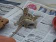 BABY BEARDED Dragons We have some lovely colured baby....