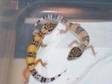 LEOPARD GECKO babies 7 weeks old ready now,  shedding and....