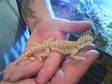 BABY BEARDED dragons 15 beautiful dragons. we have 15....