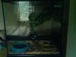GECKO LEOPARDS x3 and albino x1, glass terranium we have....