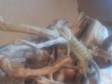 BEAUTIFUL BABY bearded dragons with complete set ups we....