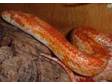 CORN SNAKE and Vivarium Amelanistic Corn snake for sale....