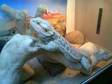 1 BEARDED dragon and viverium 1 year old female bearded....