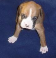 Charming Boxer Puppies For Sale