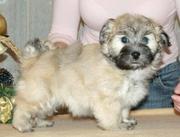 Champion Havanese Puppies for Sale. 