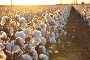 Why We Love Fair-Trade Cotton | Tilly & Jasper Ltd